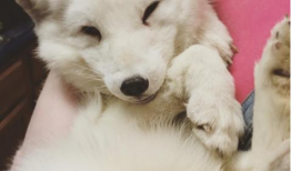 牛的叫声视频,探寻乡村牧歌中的自然旋律